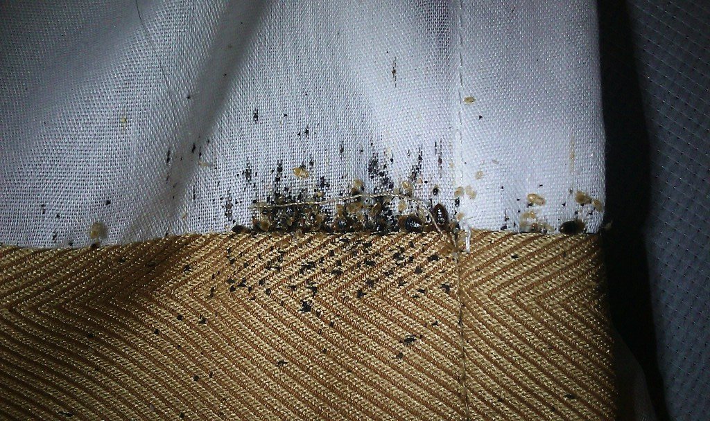 The History of Bedbug Infestation in America