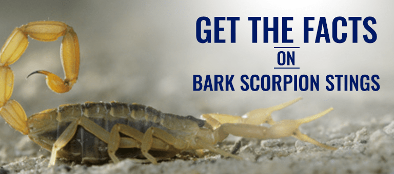 How to Avoid Scorpion Stings