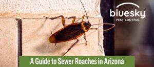 A Guide to Sewer Roaches in Arizona: Identifying and Getting Rid of Them