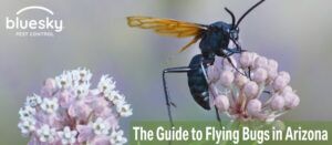 The Guide to Flying Bugs in Arizona & Which Ones to Look Out For