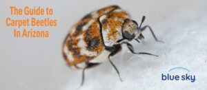 The Guide To Carpet Beetles in Arizona