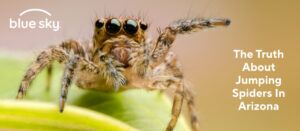 The Truth About Jumping Spiders In Arizona