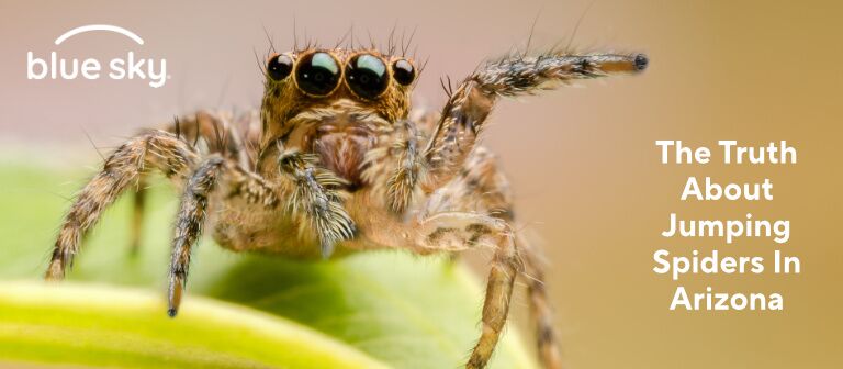 Jumping Spiders in Arizona: Harmless or Hazardous?