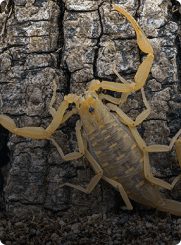 Scorpions